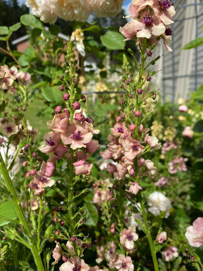 Kungsljus Southern charm Verbascum aprikos apricot fleråriga växt perenn frön