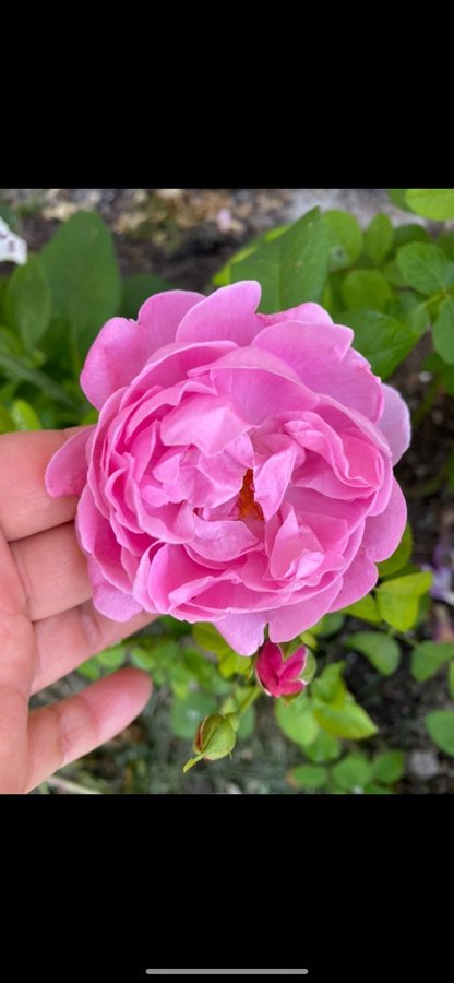 Vackra David Austin Mary rose rosa engelsk ros planta