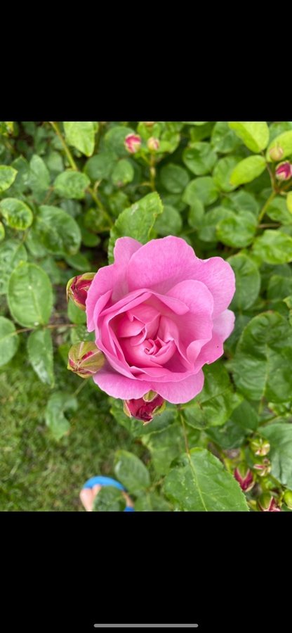 Vackra David Austin Mary rose rosa engelsk ros planta