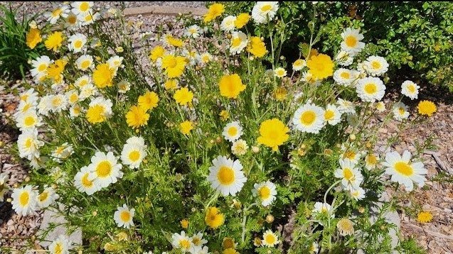 Kranskrage ettårig höjd 90-110 cm blommar juni-sept ca 100 frön