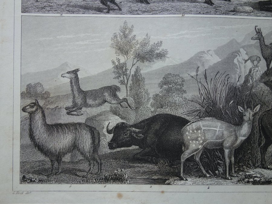Vintage antika tryck om rådjur älg ren alpacka gammal affisch print vetenskap