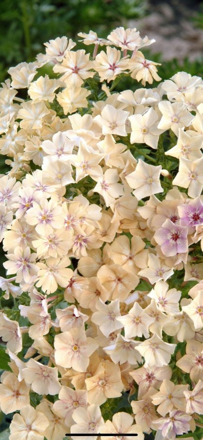 Sommarflox Creme Brulee flox phlox blomma 20 frön