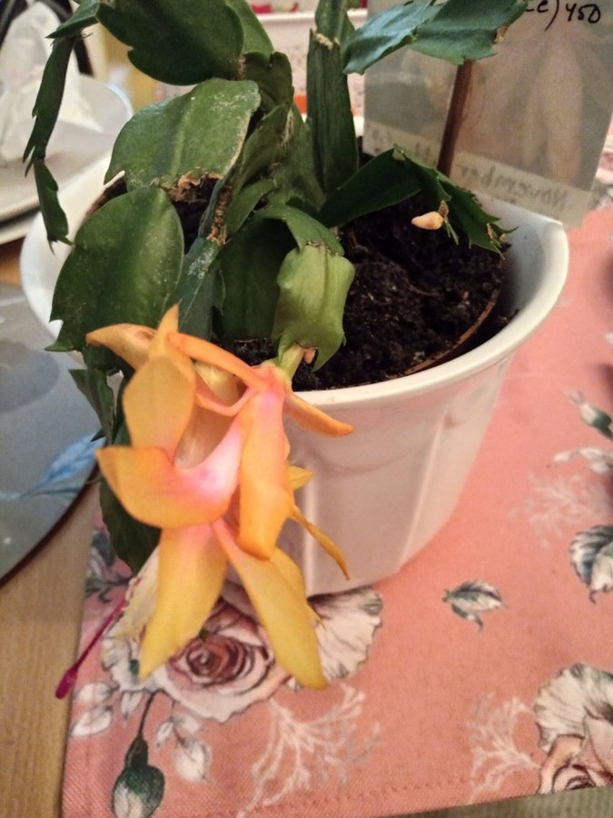 Rotad stickling kaktus schlumbergera golden fantasy