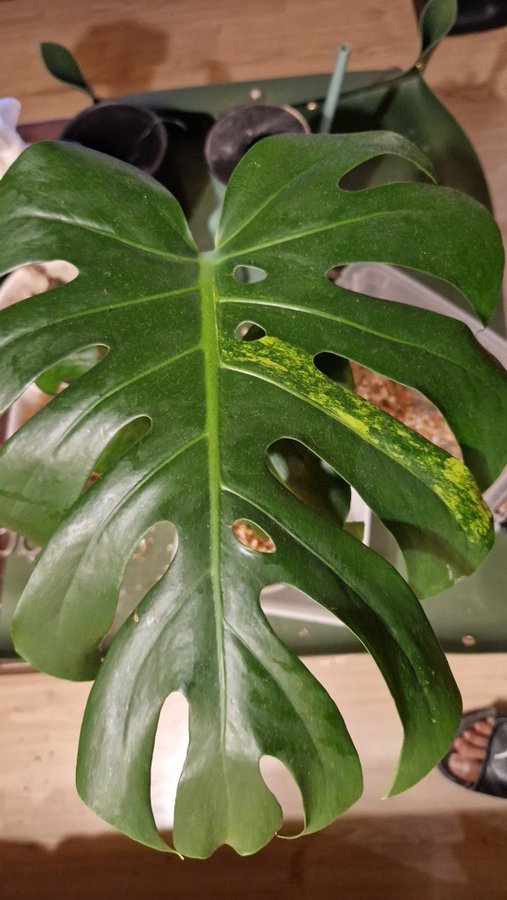 Monstera marilyn variegated