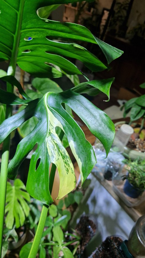 Monstera marilyn variegated