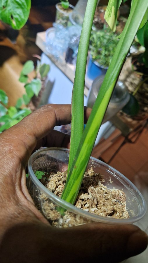 Monstera marilyn variegated