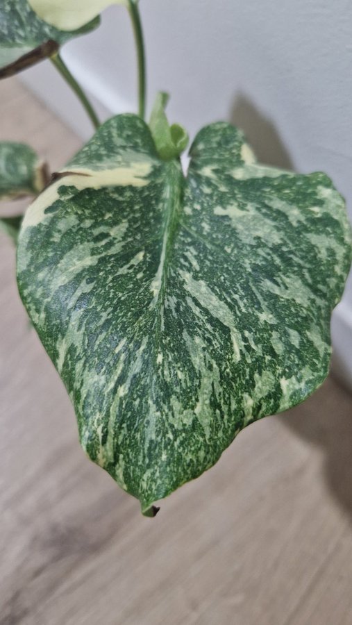 Monstera Thai Constellation Platinum