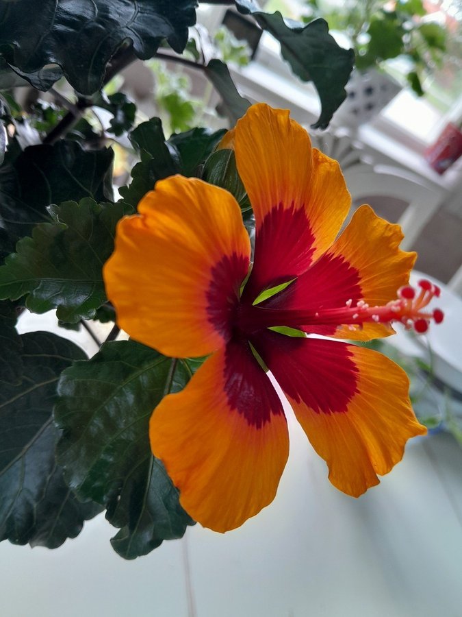 Orange Petite hibiscus!