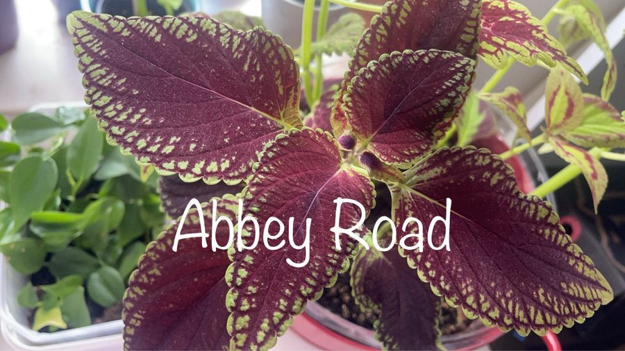 Abbey Road, Coleus, Palettblad