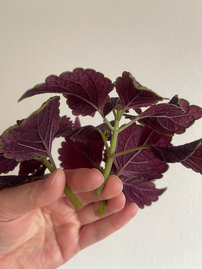 Abbey Road, Coleus, Palettblad