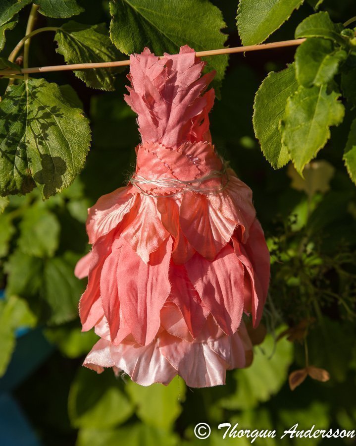 1 Fairy-dress Aprikosa blomblad blomster-klänning Fairy-garden Älvor miniatyrer