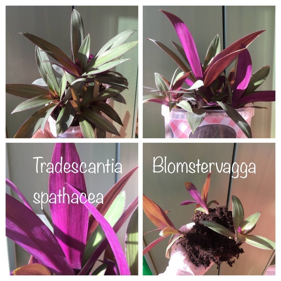 Blomstervagga Tradescantia spathacea