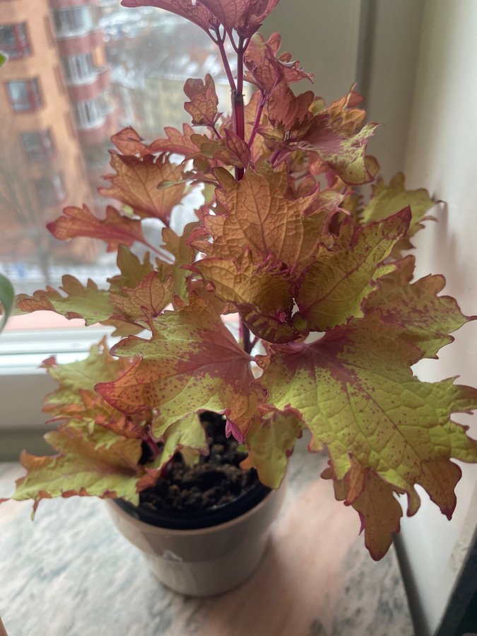 Palettblad, coleus HENNA