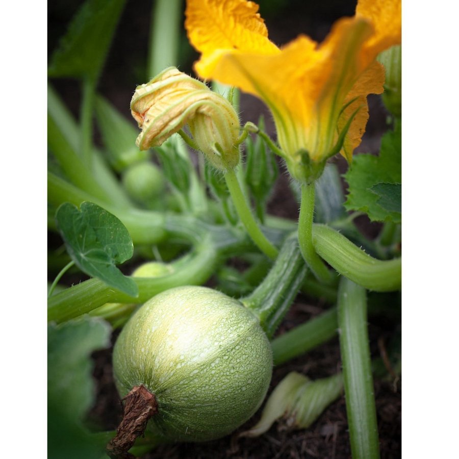 SQUASH ’tondo chiaro di nizza’ 5st frön