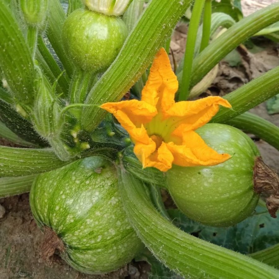 SQUASH ’tondo chiaro di nizza’ 5st frön