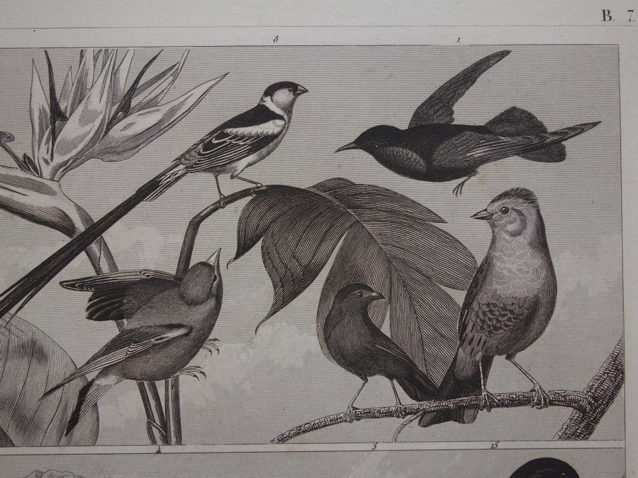 Vintage antika tryck om fåglar fågeltryck fink gammal affisch print finkar