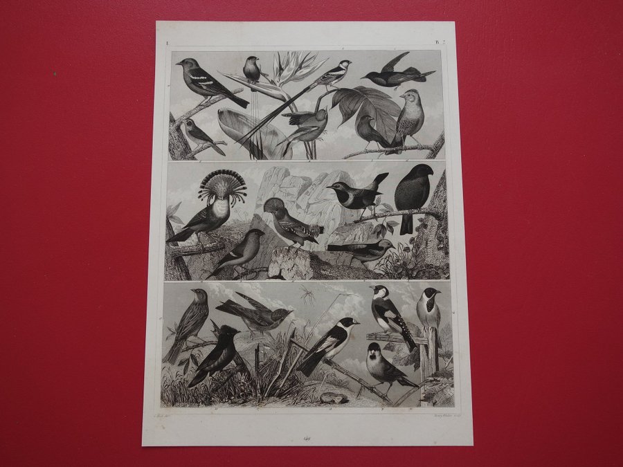 Vintage antika tryck om fåglar fågeltryck fink gammal affisch print finkar