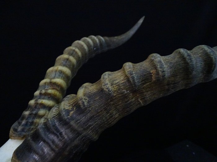 XL Bläsbock Kranium Skalle Skull Horn Horns Taxidermy Uppstoppad Kuriosa Afrika