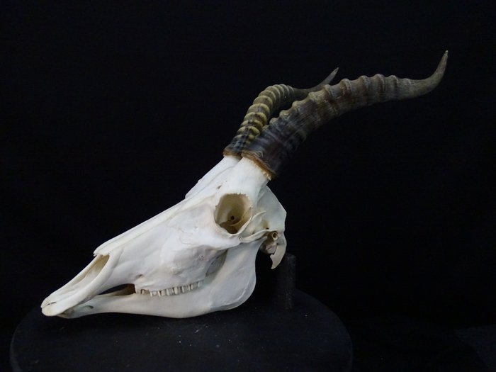 XL Bläsbock Kranium Skalle Skull Horn Horns Taxidermy Uppstoppad Kuriosa Afrika