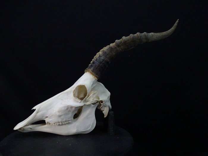 XL Bläsbock Kranium Skalle Skull Horn Horns Taxidermy Uppstoppad Kuriosa Afrika