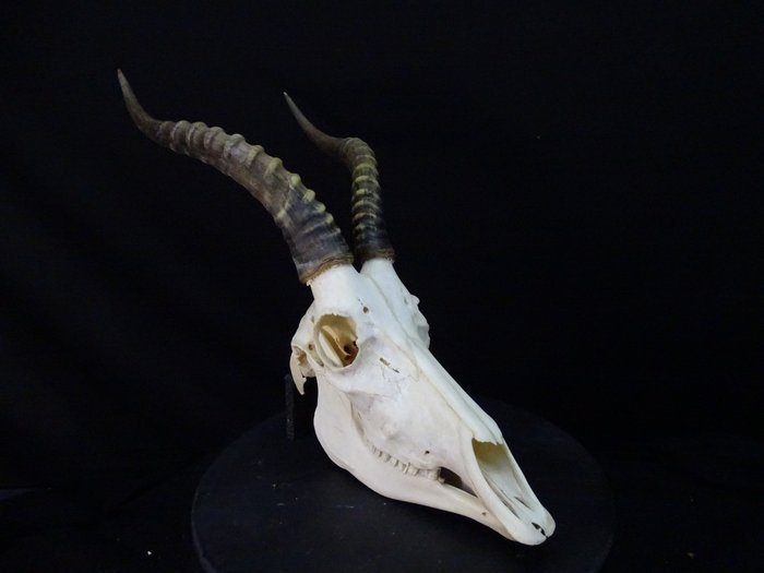 XL Bläsbock Kranium Skalle Skull Horn Horns Taxidermy Uppstoppad Kuriosa Afrika