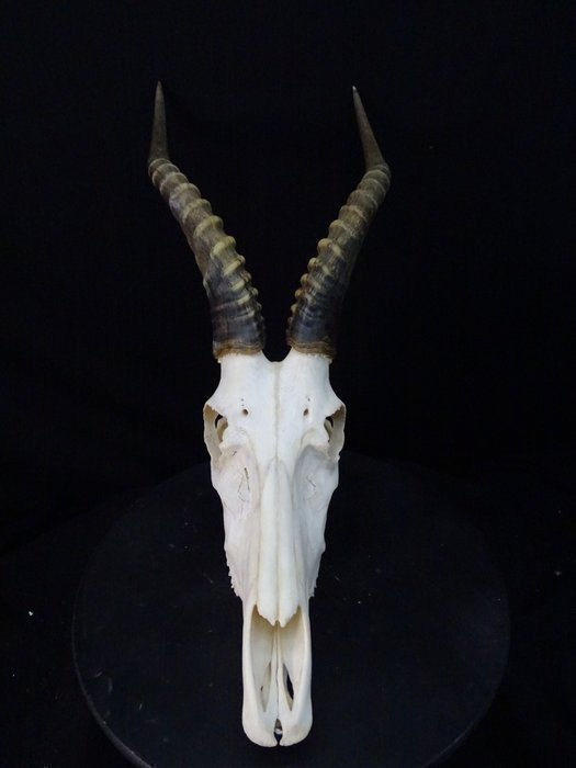 XL Bläsbock Kranium Skalle Skull Horn Horns Taxidermy Uppstoppad Kuriosa Afrika