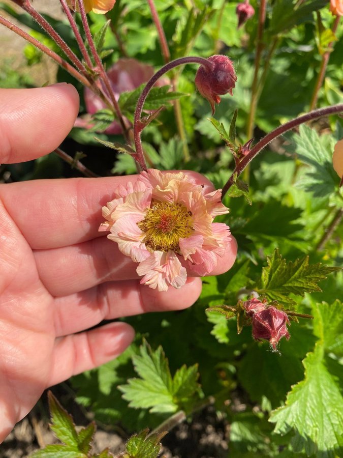 NYHET 1 Nejlikrot Geum apricot pearl perenn med vackra rosa aprikos blommor