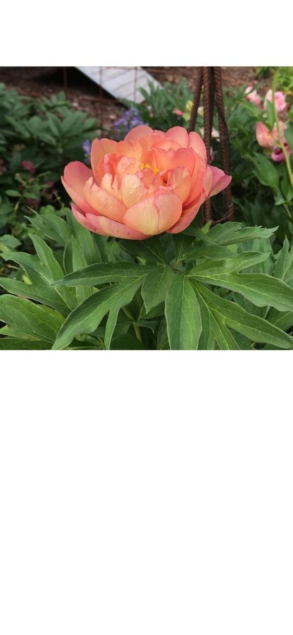 Vacker itoh Pion Paeonia MAGICAL MYSTERY TOUR