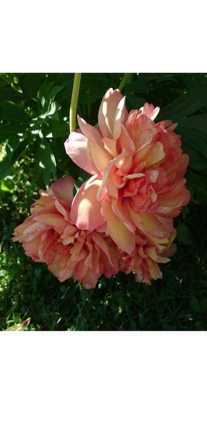 Vacker itoh Pion Paeonia MAGICAL MYSTERY TOUR