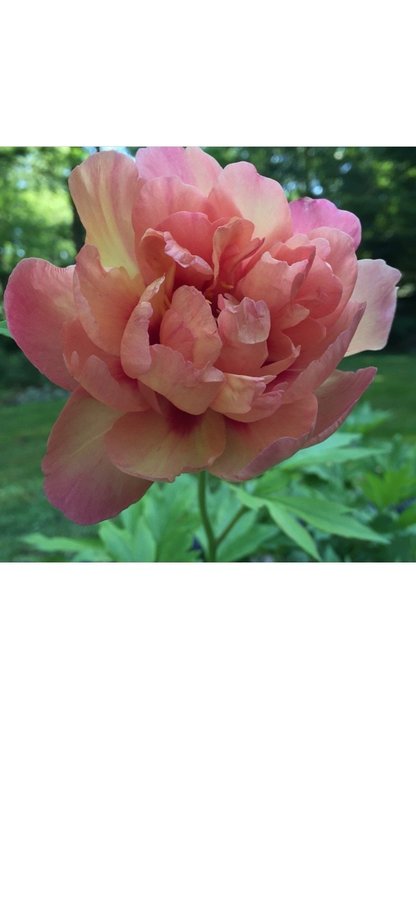 Vacker itoh Pion Paeonia MAGICAL MYSTERY TOUR