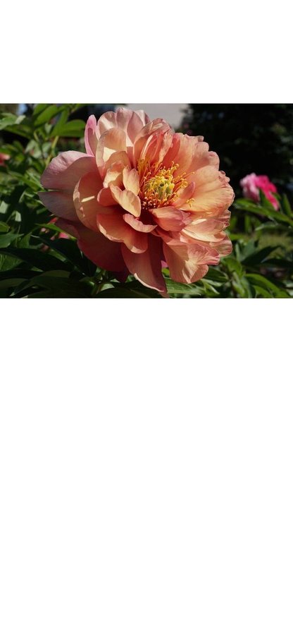 Vacker itoh Pion Paeonia MAGICAL MYSTERY TOUR