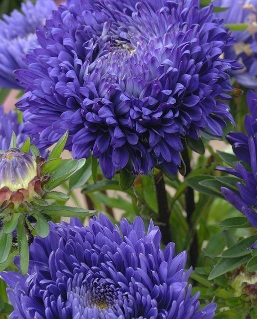 Aster 'Princess light blue' frön