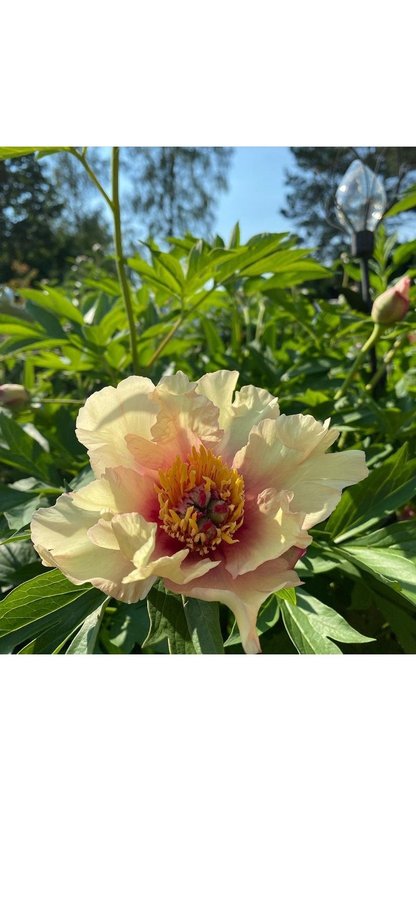 Vacker Pion Paeonia Peony SONOMA WELCOME blommor perenn