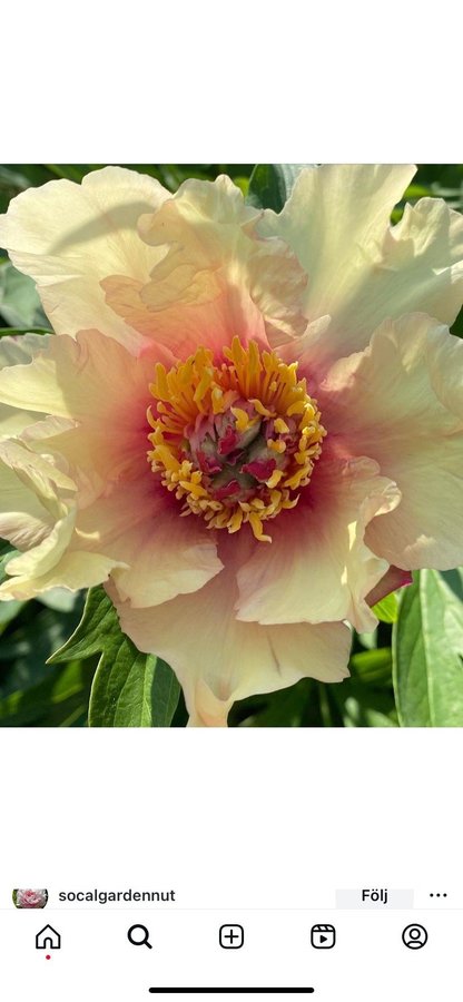 Vacker Pion Paeonia Peony SONOMA WELCOME blommor perenn