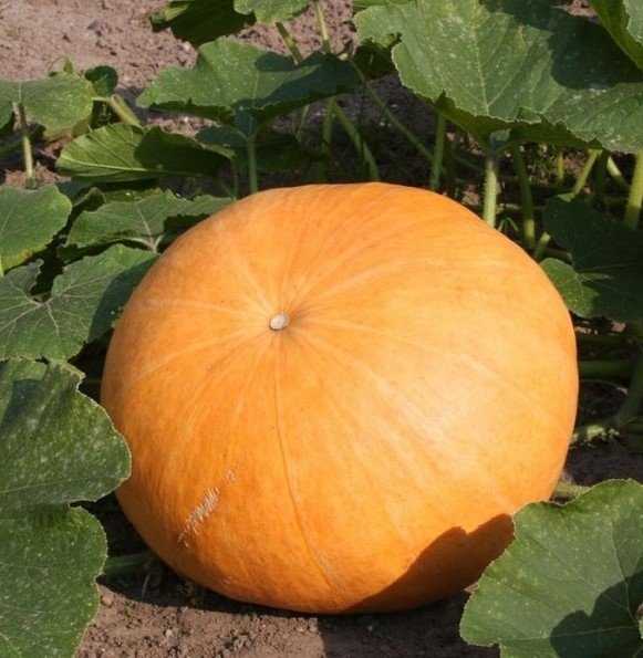 Pumpa Gele Reuzen 3 frön