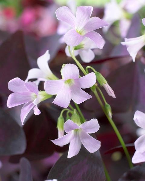 Lyckoklöver Oxalis triangularis