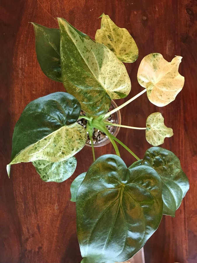 Alocasia cucullata mint variegata