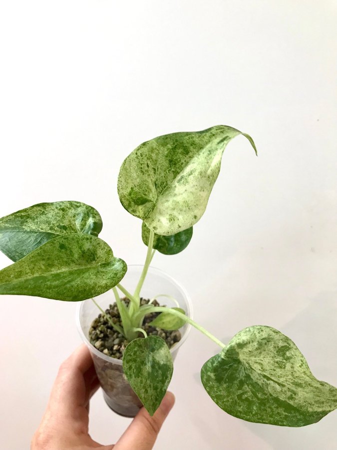 Alocasia cucullata mint variegata