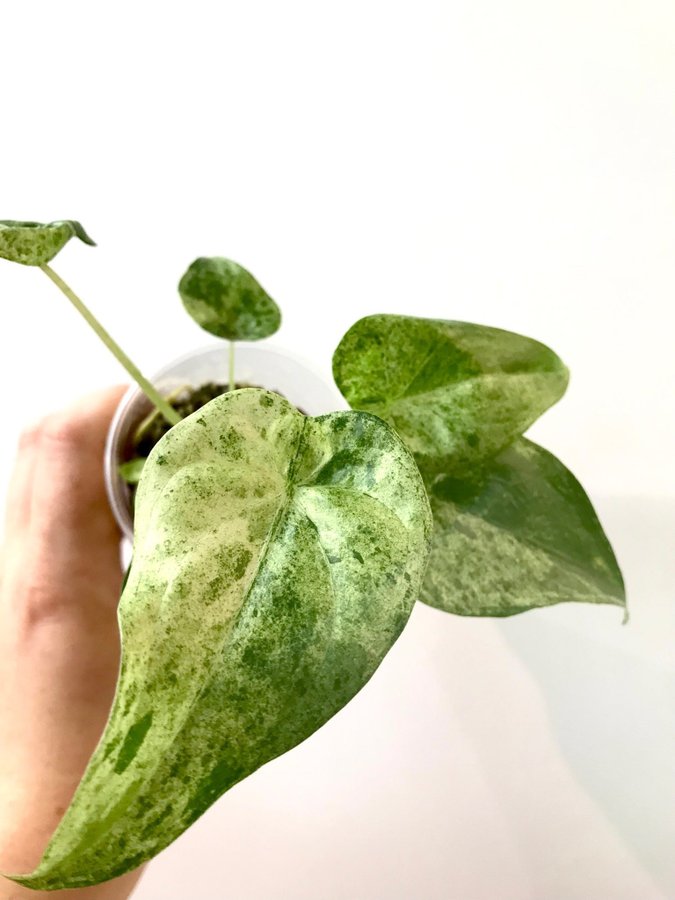 Alocasia cucullata mint variegata