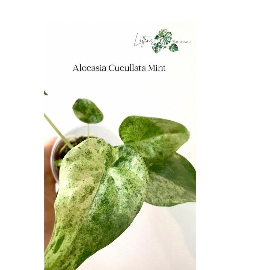 Alocasia cucullata mint variegata