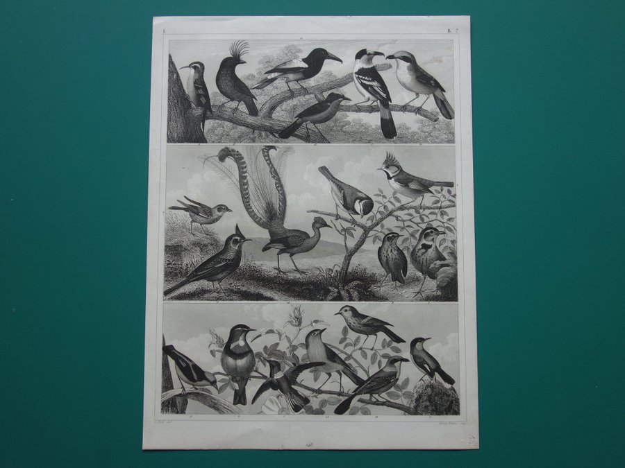 Vintage antika tryck om fåglar gammal affisch print fågel kolibri rödhake