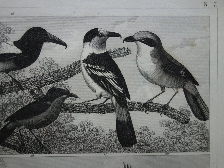Vintage antika tryck om fåglar gammal affisch print fågel kolibri rödhake