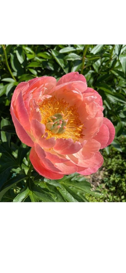 1 planta Pion Paeonia coral sunset vackra blommor som skiftar i färg