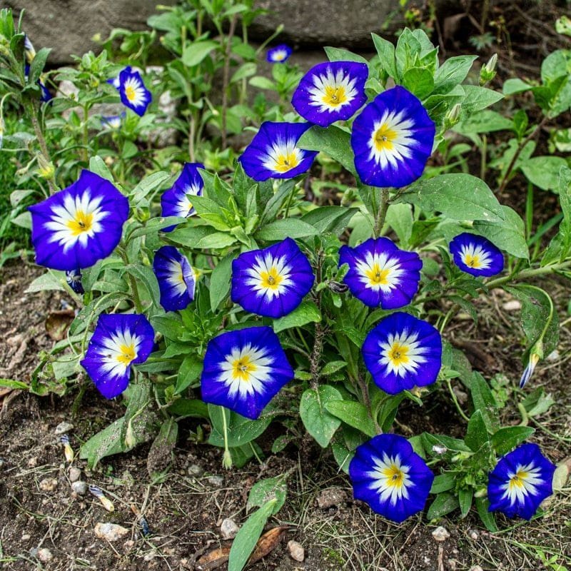 Blåvindan Royal Ensign höjd 20-40 cm blommar juli-oktober 20 frön