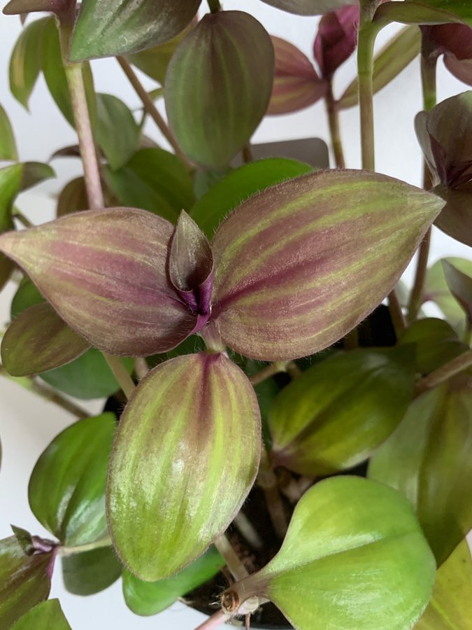 Tradescantia Zebrina Purple Plush Zebrablad