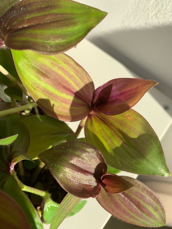 Tradescantia Zebrina Purple Plush Zebrablad