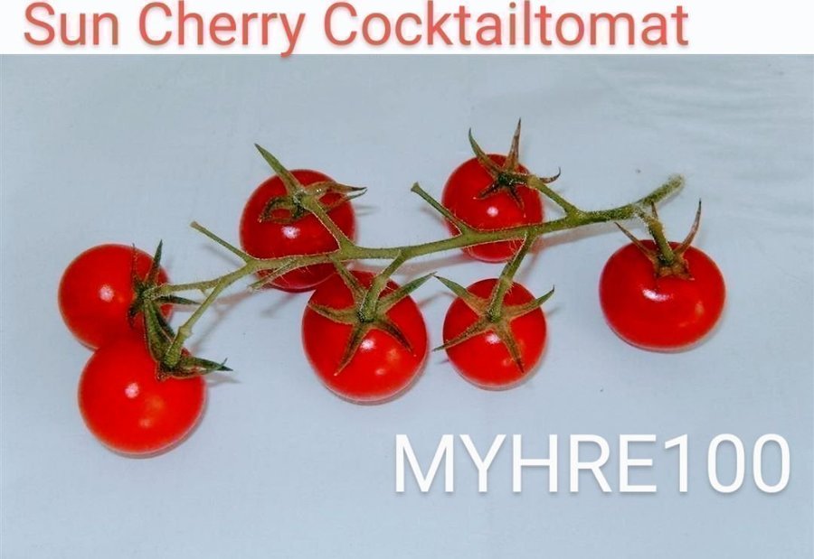 Tomat - Sun Cherry söt cocktailtomat - 4 frön **sista annons**