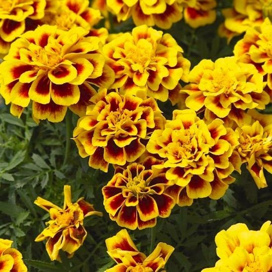 Tagetes Aurora Yellow Fire höjd 20-40 cm blommar hela sommaren 40 frön