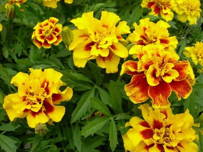 Tagetes Aurora Yellow Fire höjd 20-40 cm blommar hela sommaren 40 frön