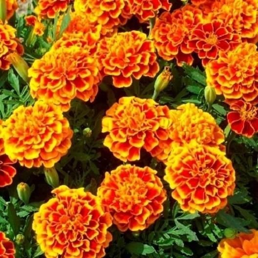 Tagetes Fiesta höjd 15-35 cm blommar hela sommaren 40 frön